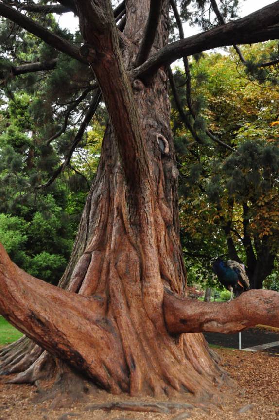 Uma jovem sequoia de apenas 130 anos no Beacon Hill Park, em Victoria, capital da British Columbia, no oeste do Canadá